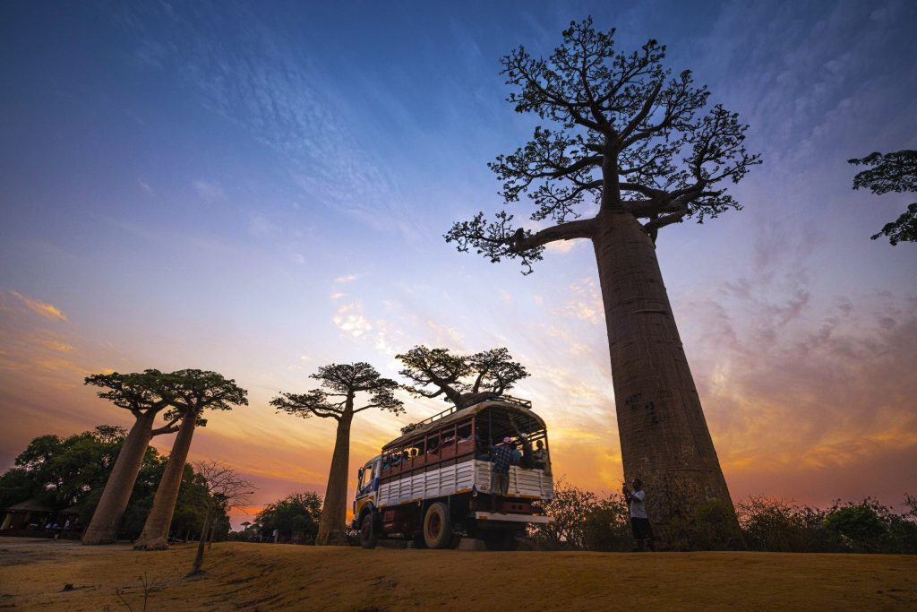 Baobab de Madagascar Wonderful Madagascar