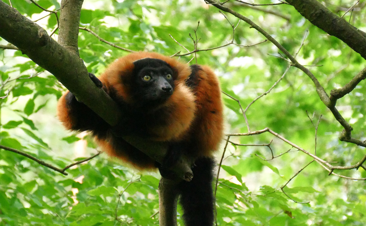 Red-Ruffed-Lemur---Varecia-rubra---Wonderful-Madagascar-Lemurs-endemic-Travel-to-Madagascar
