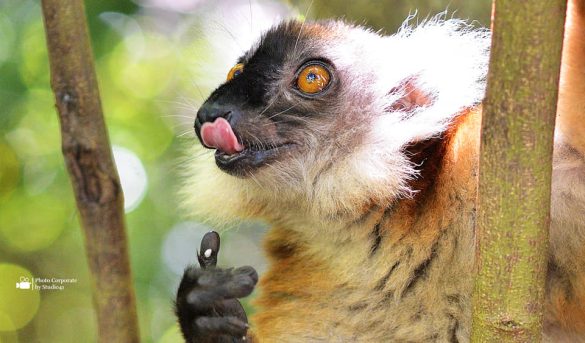 Wonderfule Madagascar Lemurs endemic Travel to Madagascar