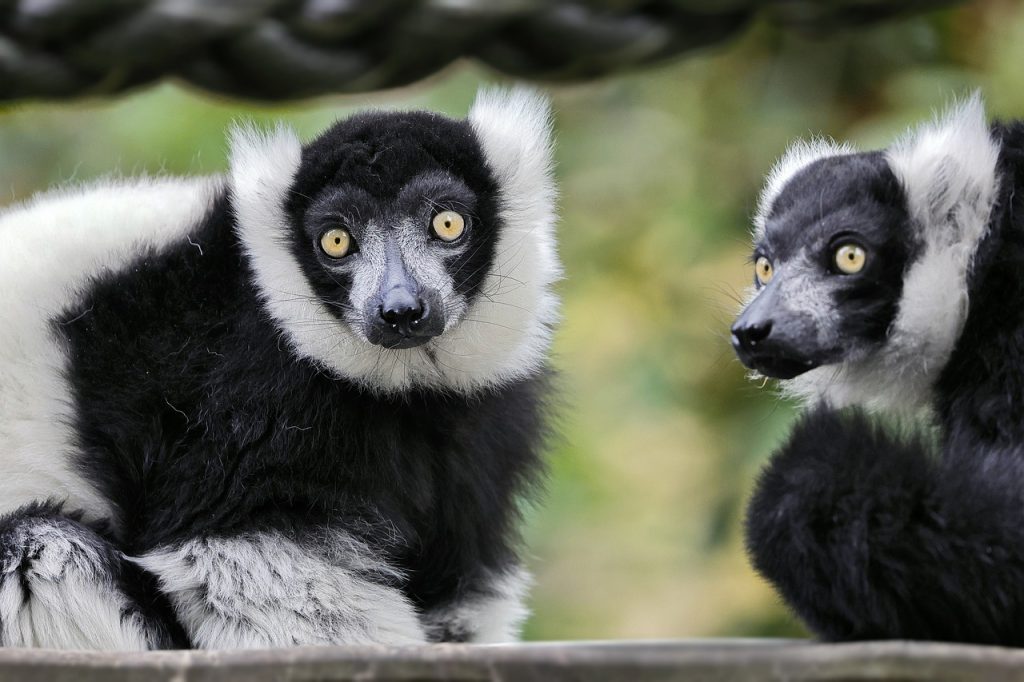 indri indri Wonderful Madagascar Lemurs endemic Travel to Madagascar