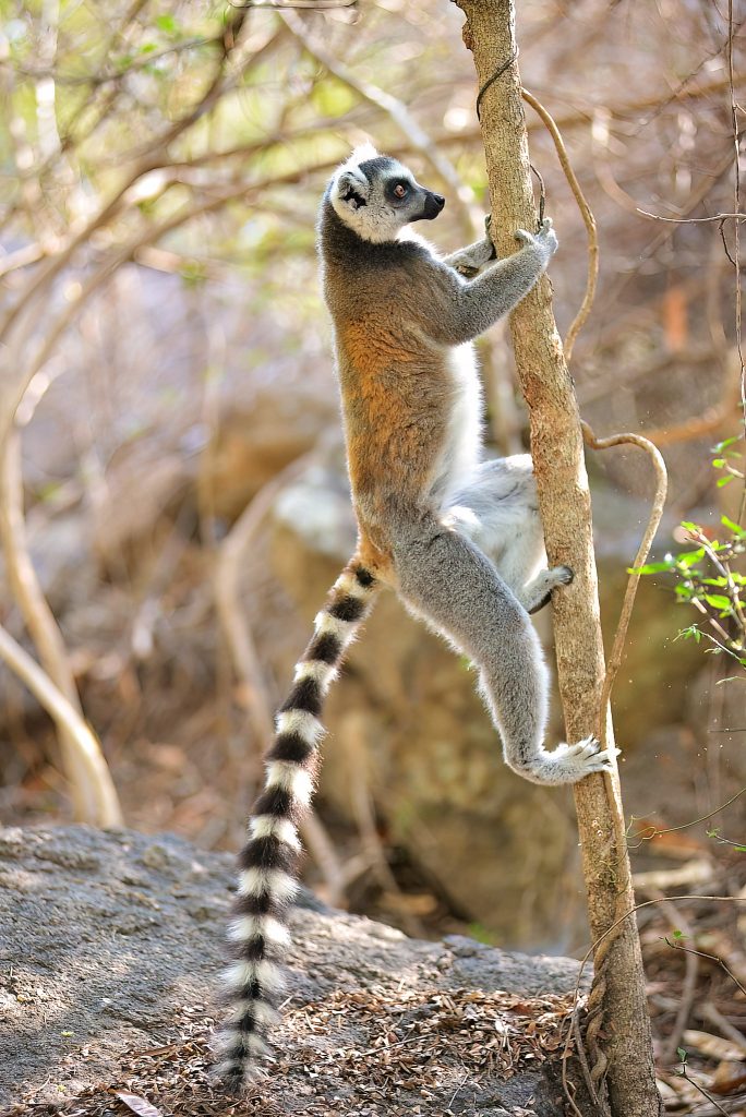 Anja Parc Wonderful Madagasvar by Njaka ANDRIANAVALONOME Lemurs Catta